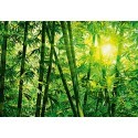 FOTOTAPET BAMBOO FOREST 123
