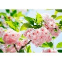 FOTOTAPET SAKURA BLOSSOM  133