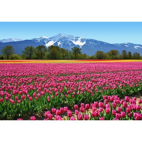 FOTOTAPET TULIPS  137