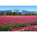 FOTOTAPET TULIPS  137