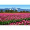 FOTOTAPET TULIPS  137