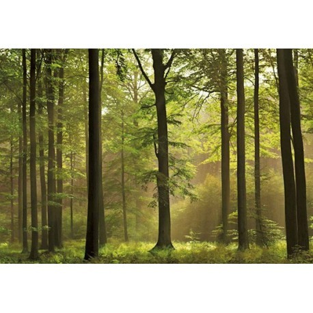 FOTOTAPET AUTUMN FOREST 216