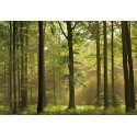FOTOTAPET AUTUMN FOREST 216