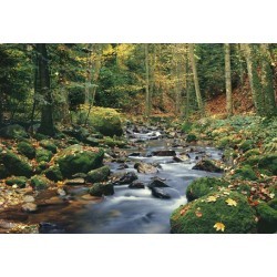 FOTOTAPET FOREST STREAM 278