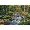 FOTOTAPET FOREST STREAM 278