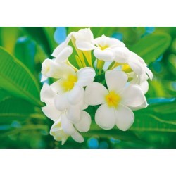 FOTOTAPET FRANGIPANI...
