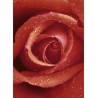 FOTOTAPET ROSE 368