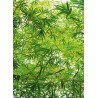 FOTOTAPET BAMBOO 372