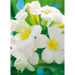 FOTOTAPET FRANGIPANI...