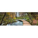 FOTOTAPET PATH INTO THE FOREST  436