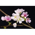 POSTER CHERRY BLOSSOMS 627