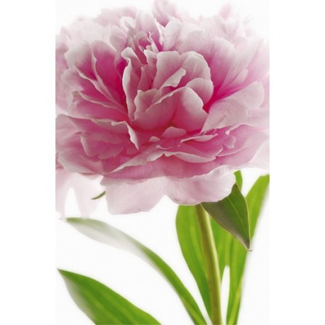 POSTER PINK PEONY 651