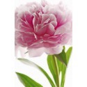 POSTER PINK PEONY 651