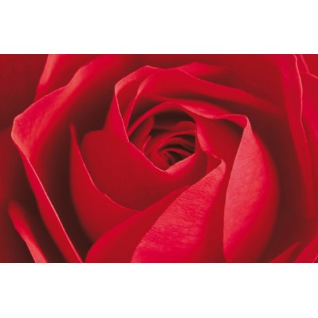 POSTER L IMPORTANT CEST LA ROSE  680