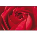 POSTER L IMPORTANT CEST LA ROSE  680
