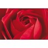 POSTER L IMPORTANT CEST LA ROSE  680