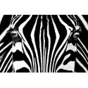 POSTER BLACK & WHITE  684