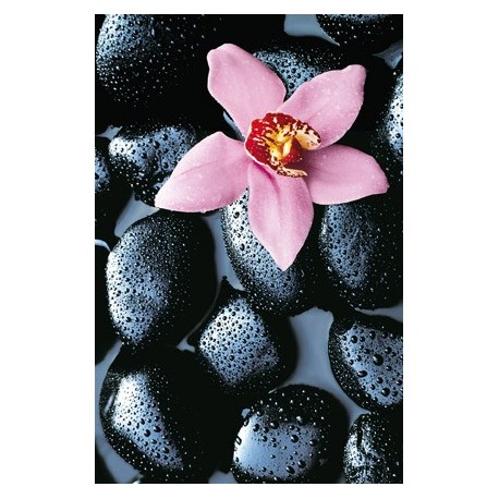 POSTER STONE ORCHID  666