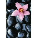 POSTER STONE ORCHID  666