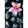 POSTER STONE ORCHID  666