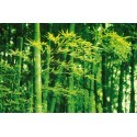 POSTER BAMBOO IN SPRING 670