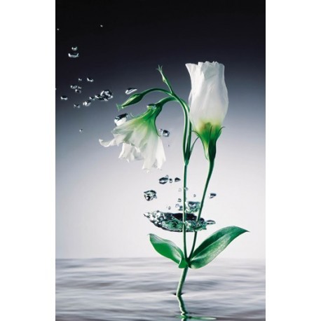 POSTER CRYSTAL FLOWERS  673