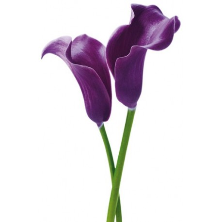 POSTER PURPLE CALLA LILIES  675