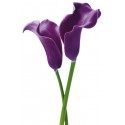POSTER PURPLE CALLA LILIES  675