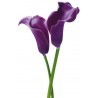 POSTER PURPLE CALLA LILIES  675