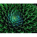 POSTER SENECIO NIVALIS  901
